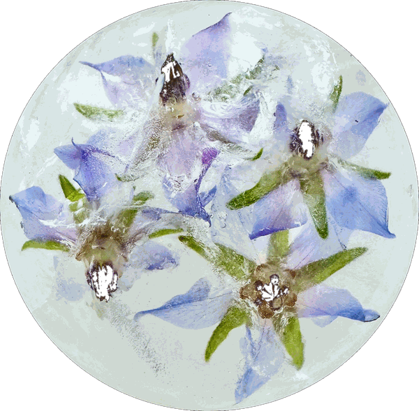 Blue borage flowers in clear ice