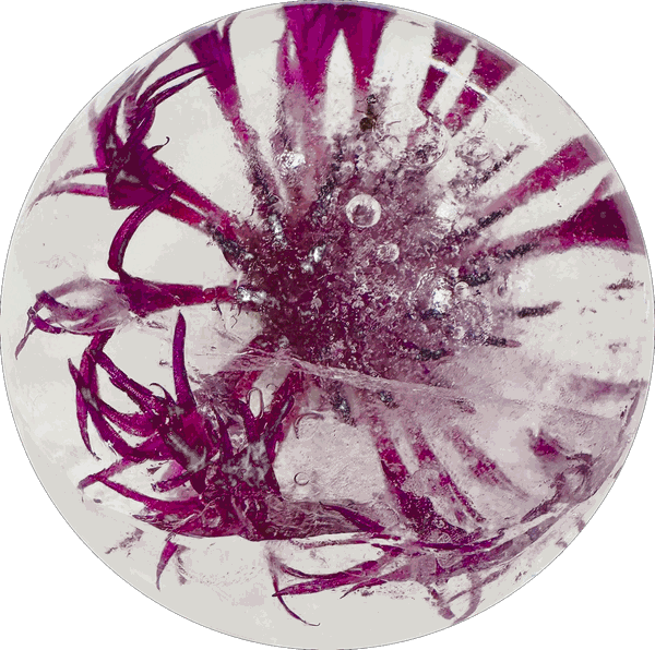 Thread-fine magenta Amethyst Dream cornflower in clear ice