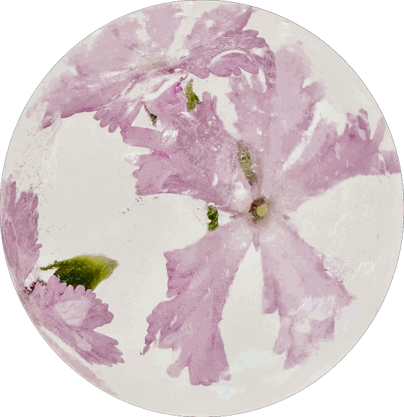 Pale primrose in clear ice