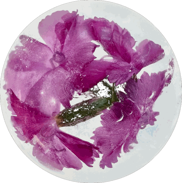 Deep magenta dianthus in clear ice