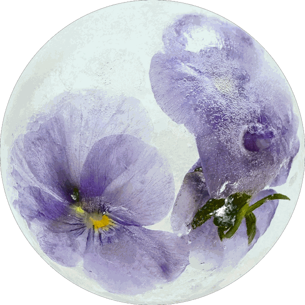 Lavender viola pansy in clear ice
