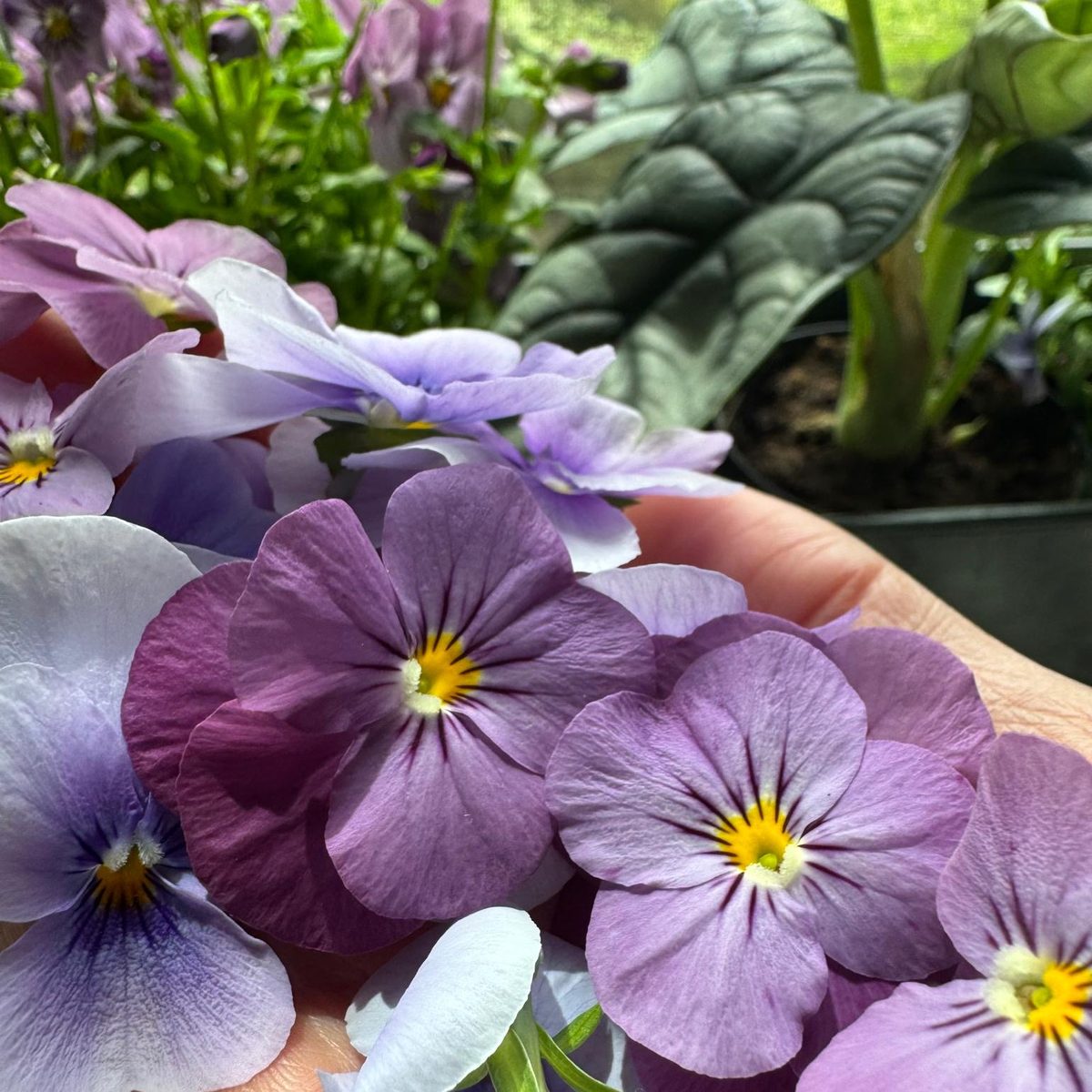 A handful of freshly-picked lavender and lilac violas.