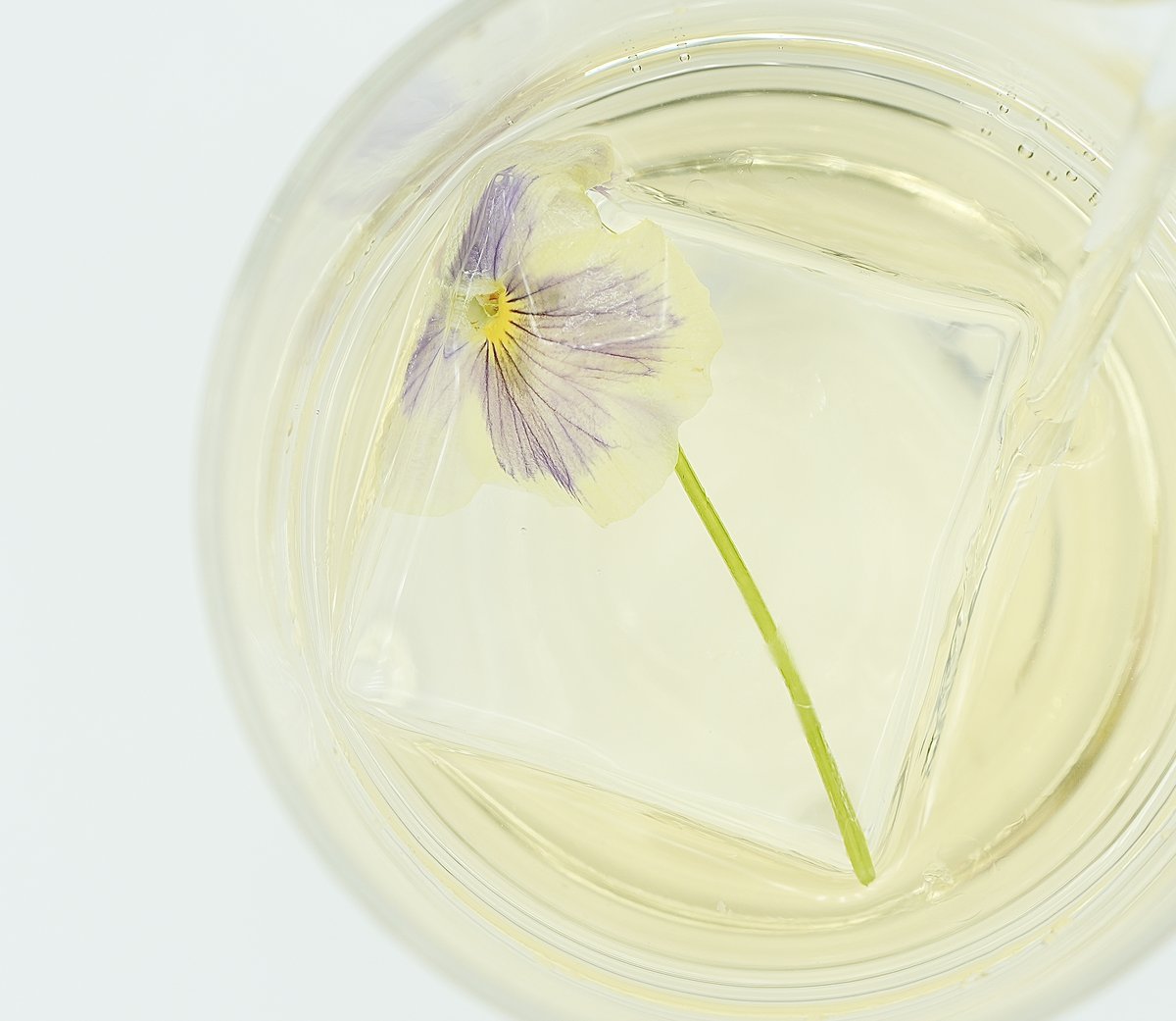 A pale lavender-and-cream viola, veined in purple with a yellow eye, suspended on its stem in clear ice within a glass of pale cocktail.